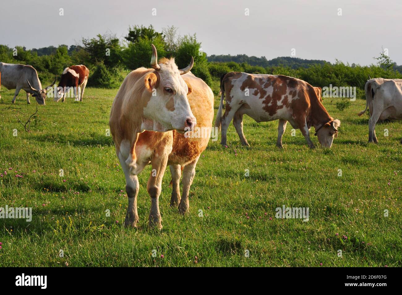 Kühe auf der Weide, Zasavica, Serbien Stockfoto