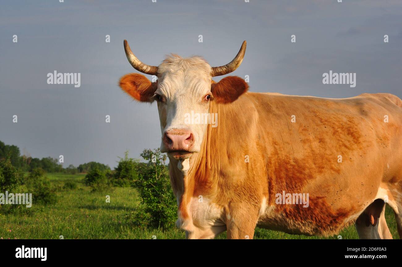 Kühe auf der Weide, Zasavica, Serbien Stockfoto