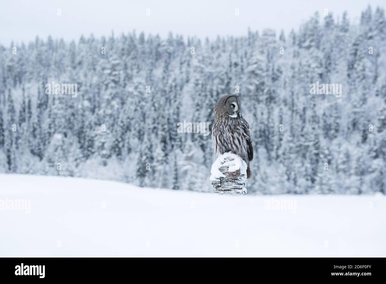 Ein wunderschöner und majestätischer Greifvogel große Graue Eule (Strix nebulosa) watschend über Winterwunderland des verschneiten Taiga Waldes in der Nähe von Kuusamo, Northern Fin Stockfoto