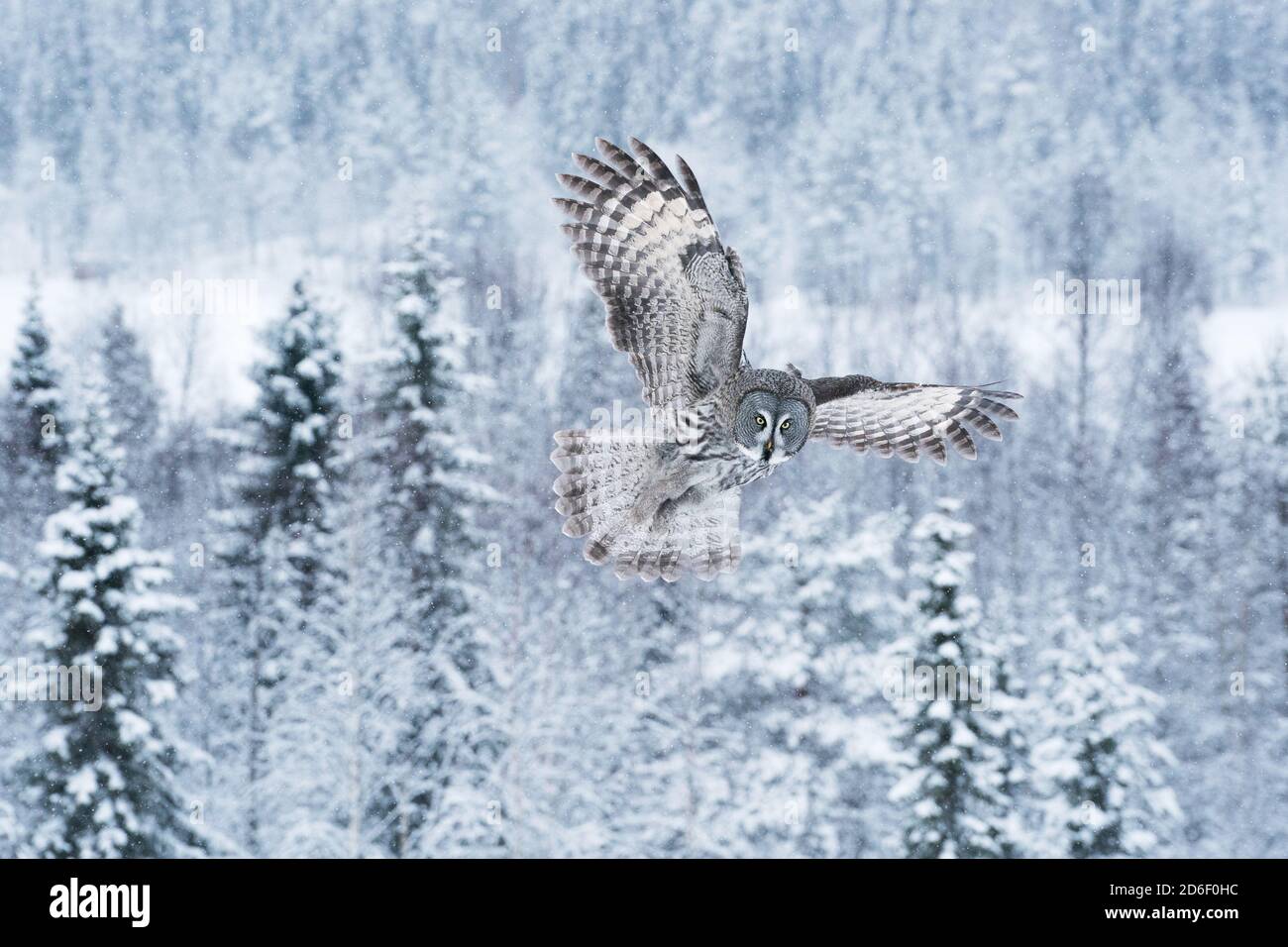 Ein großer und anmutiger Greifvogel große Graueule (Strix nebulosa), der über die winterliche Taiga-Landschaft bei Kuusamo in Nordfinnland fliegt. Stockfoto