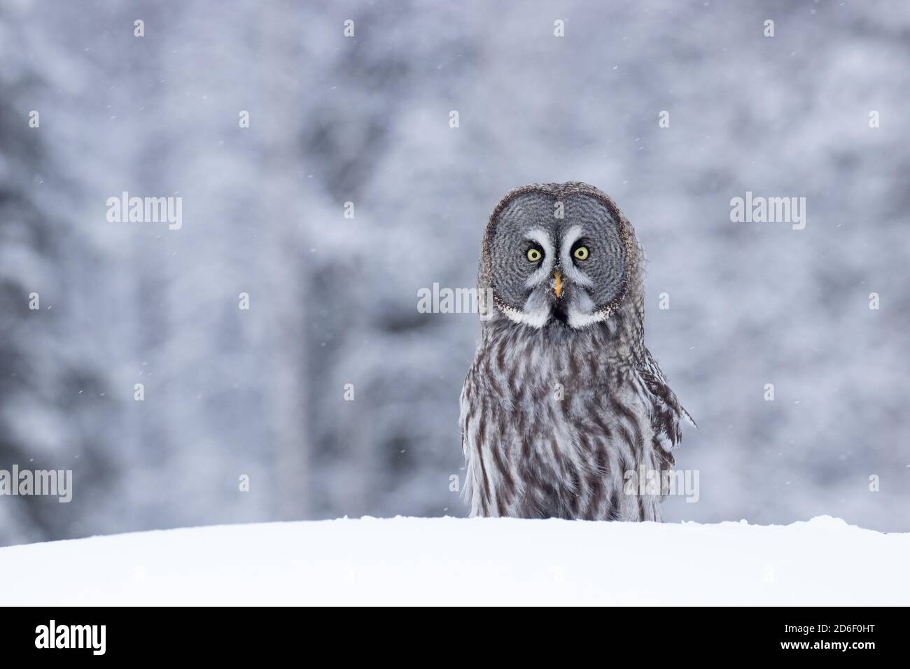 Ein Porträt einer majestätischen Graueule (Strix nebulosa) in einem Winterwunderland des finnischen Taigawaldes, Nordeuropa. Stockfoto