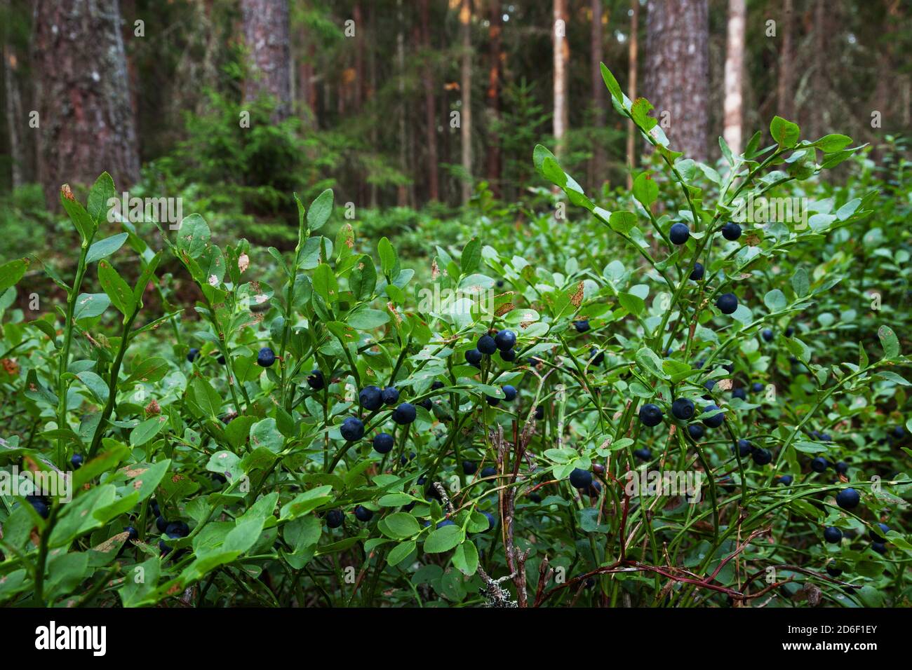 Reife Wilde Heidelbeeren, Vaccinium myrtillus bereit zum Pflücken in üppigen sommerlichen borealen Wald, Nordeuropa. Stockfoto