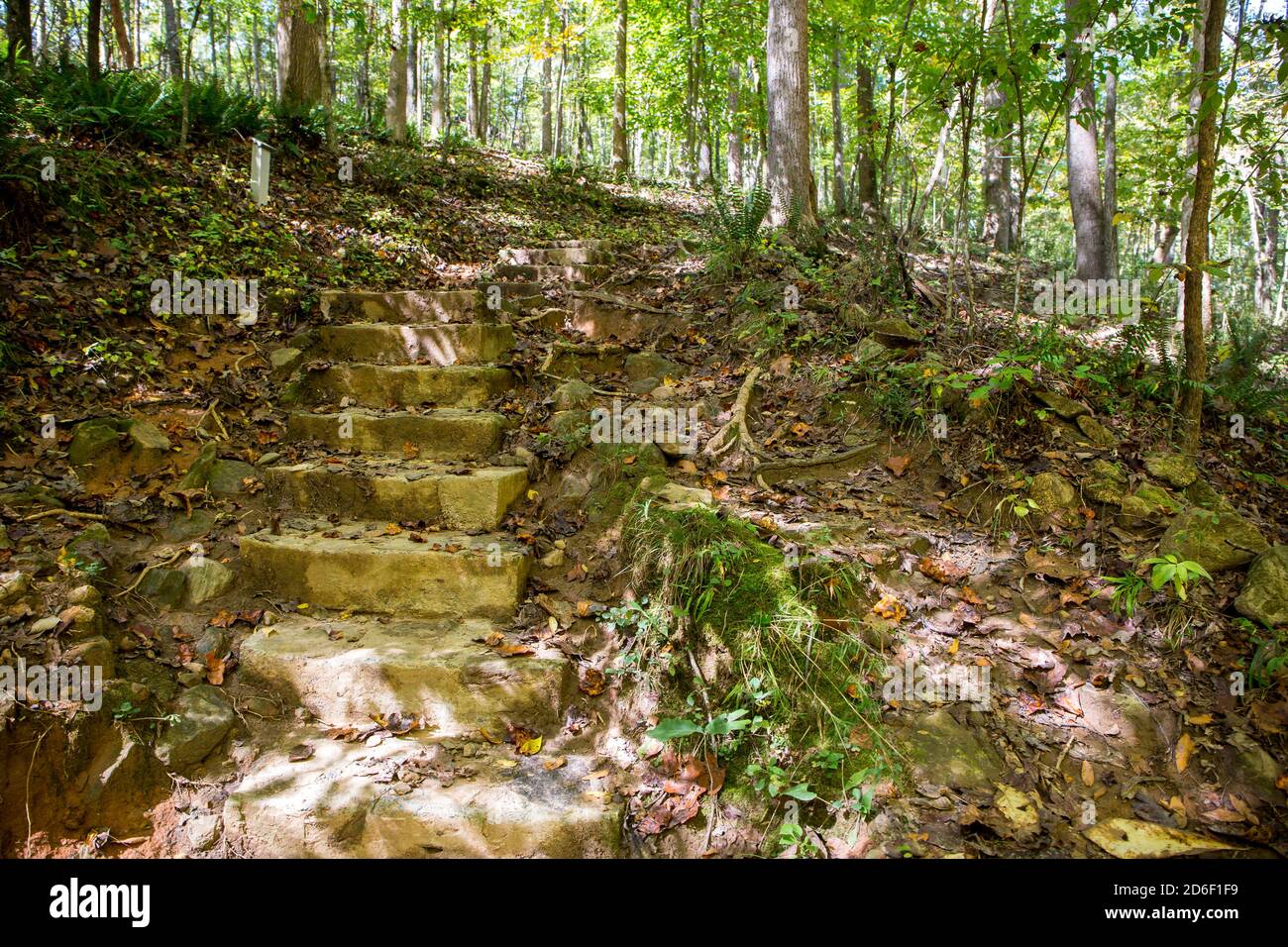 Rauh gehauene Steintreppen erklimmen einen bewaldeten Hügel in einem Waldschutzgebiet. Stockfoto