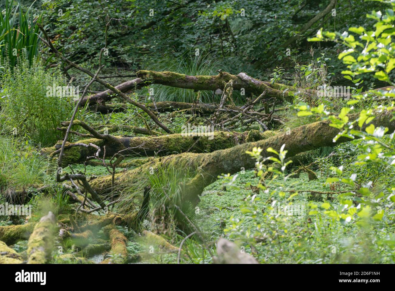 Deutschland, Mecklenburg-Vorpommern, Hagen, Moor am Herthasee im Nationalpark Jasmund, Kernzone, Stubbenkammer, Ostsee Stockfoto