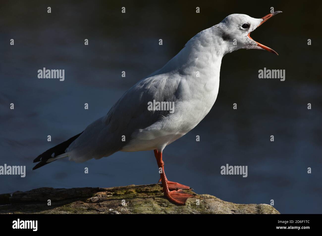 Schwarzer Kopf Möwe Chroicocephalus ridibundus calling Stockfoto