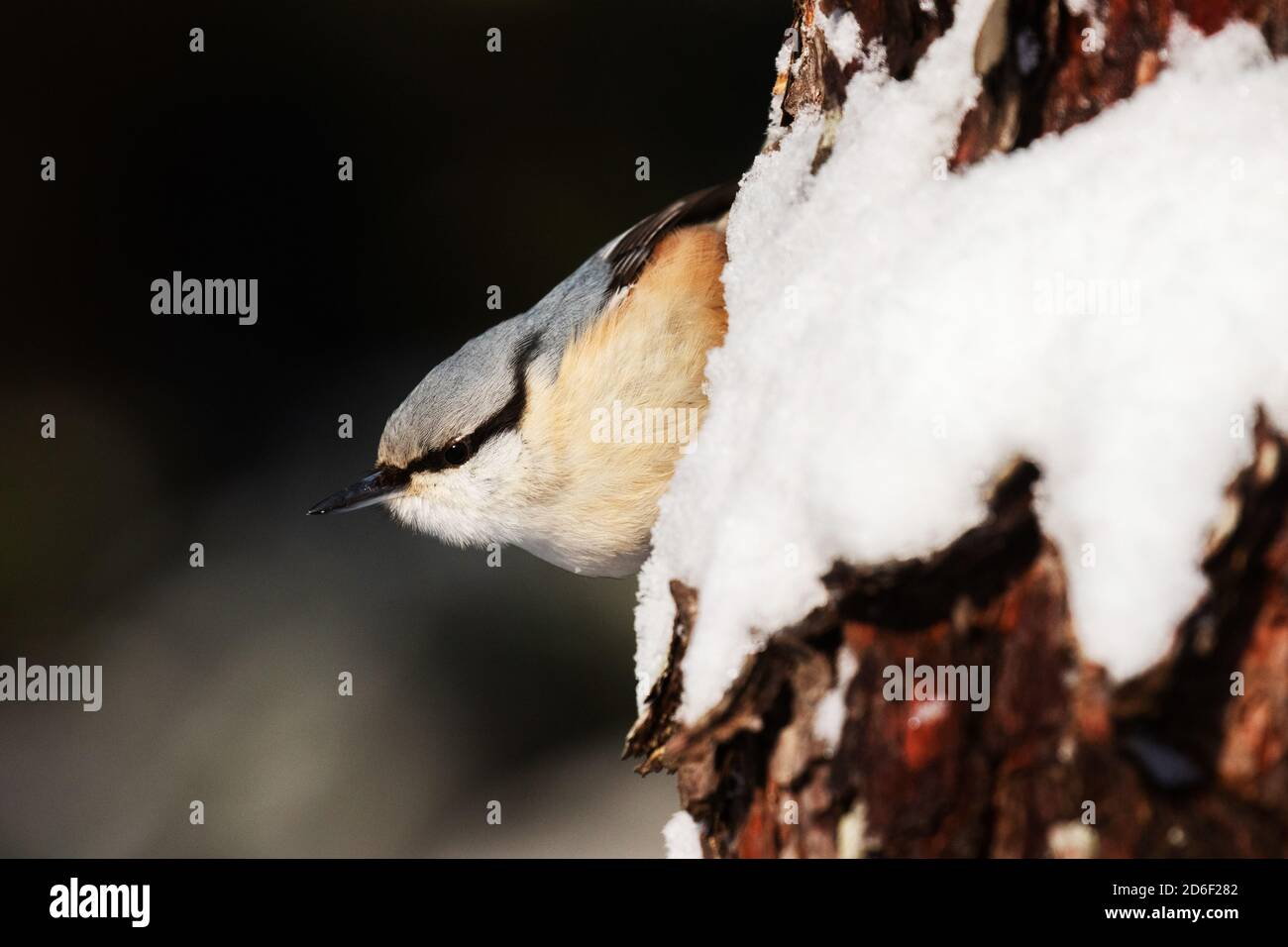 Europäischer Wintervogel Eurasian Nuthatch, Sitta europaea kopfüber auf Kiefernrinde im verschneiten borealen Nadelwald in estnischer Natur. Stockfoto