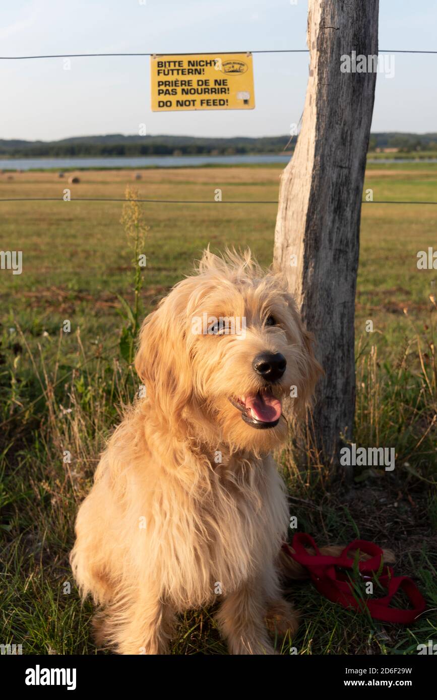 Deutschland, Mecklenburg-Vorpommern, Rügen, Seedorf, Hund vor dreisprachigem Warnschild 'Bitte nicht füttern!' Stockfoto