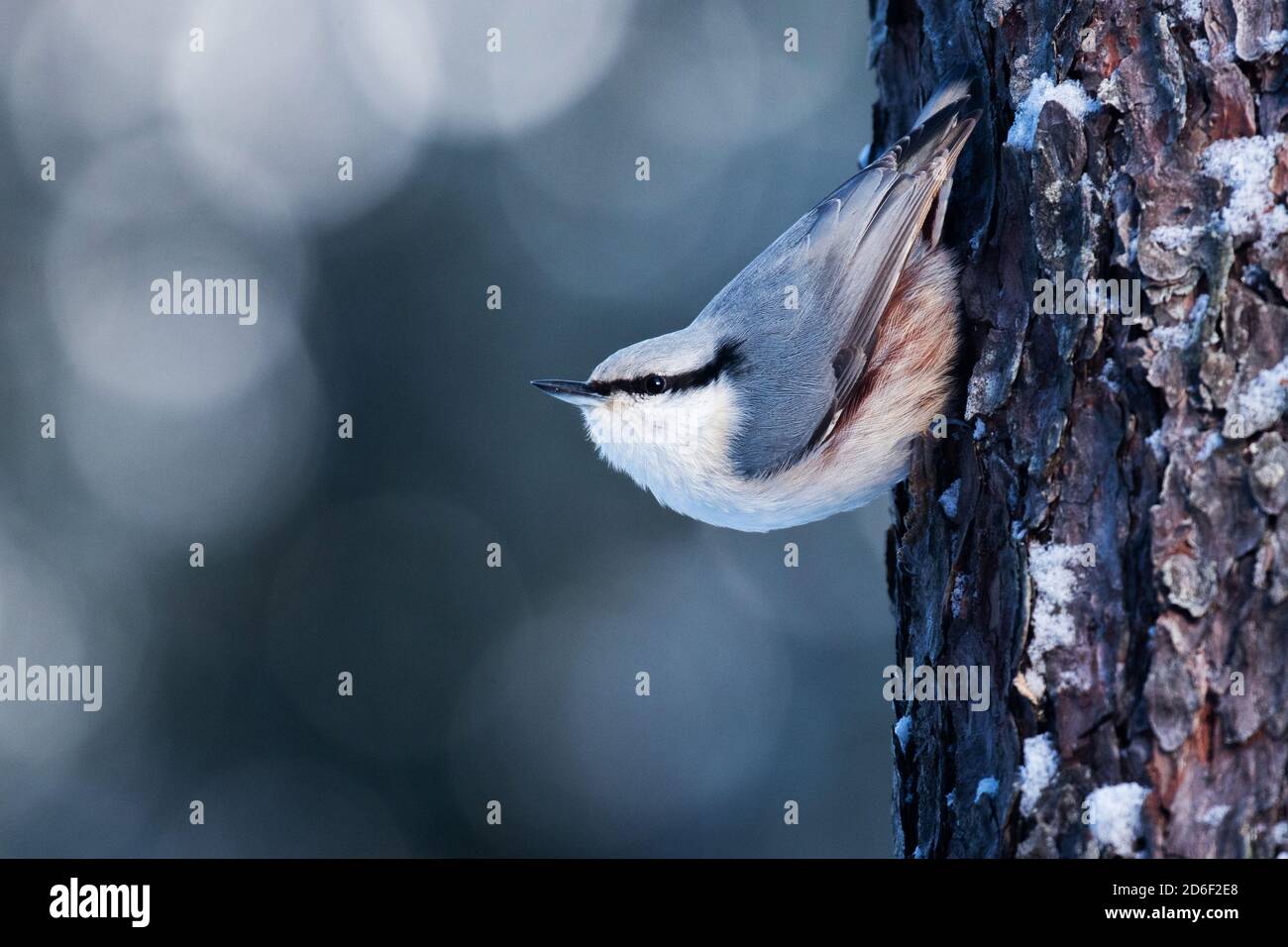 Europäischer Wintervogel Eurasian Nuthatch, Sitta europaea kopfüber auf Kiefernrinde im verschneiten borealen Nadelwald in estnischer Natur. Stockfoto