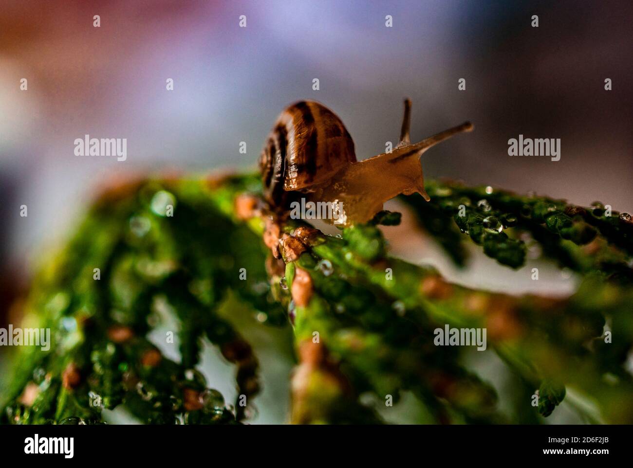Weintraube schnecke -Fotos und -Bildmaterial in hoher Auflsung  Alamy