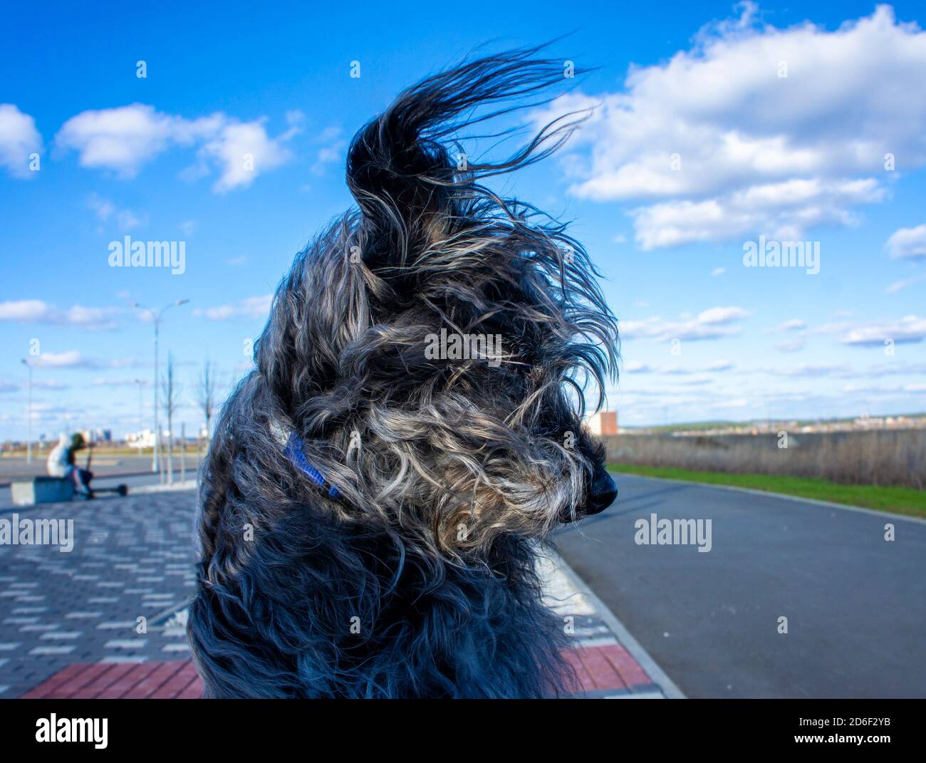 Flauschiger grauer Hund mit fliegenden Haaren im Wind Gegen einen blau bewölkten Himmel Stockfoto