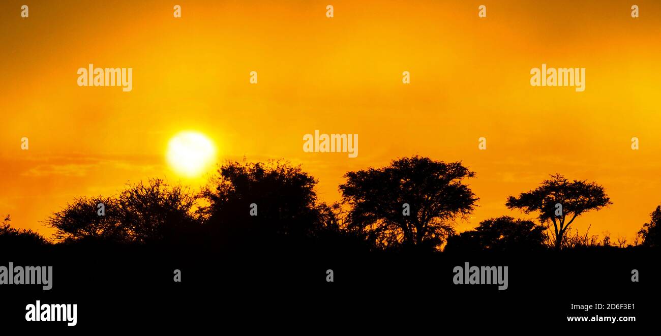 Afrikanische Savanne Sonnenuntergang mit Dornen und Büschen als Silhouetten, Südafrika Stockfoto