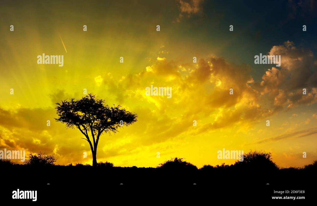 Afrikanische Savanne Sonnenuntergang mit Dornen und Büschen als Silhouetten, Südafrika Stockfoto