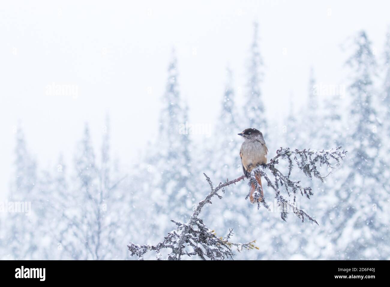 Süßer Sibirischer eichelhäher, Perisoreus infaustus, bei starkem Schneefall in einem kalten Taigawald, Winterwunderland Finnisch-Lapplands, Nordeuropa. Stockfoto