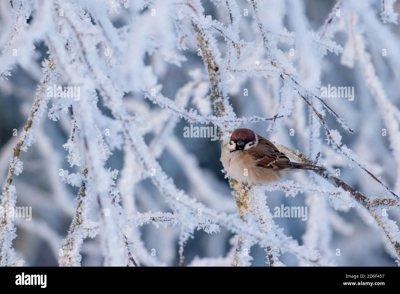 Ein kleiner Europäischer singvogel Eurasischer Baumsparrow, Passer montanus sitzt auf einem frostigen Zweig an einem kalten Wintermorgen in Estland. Stockfoto