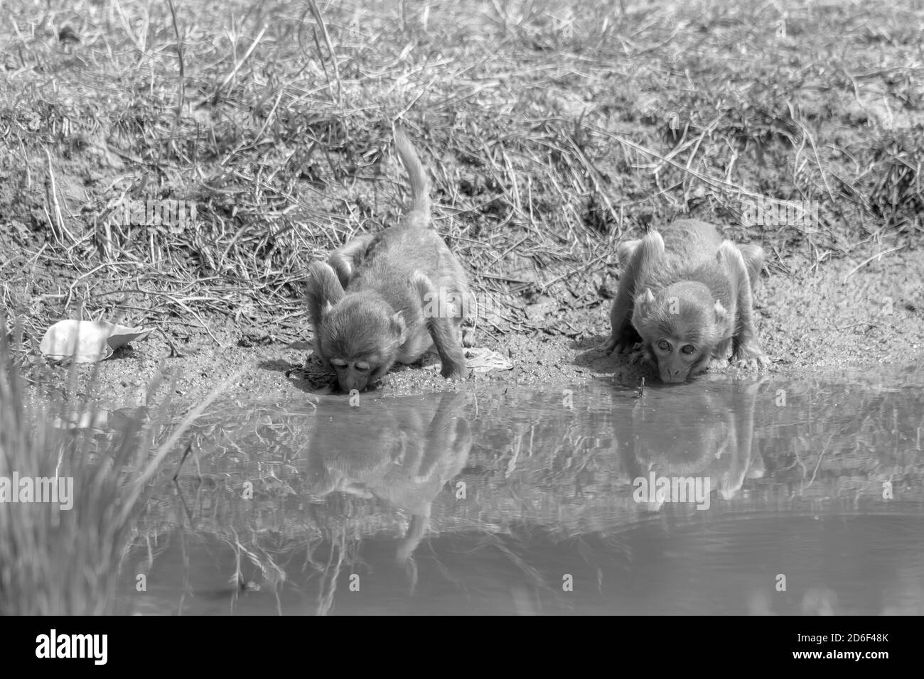 Macaque (Macaca) Getränk aus einer Wasserstelle in Indien Stockfoto
