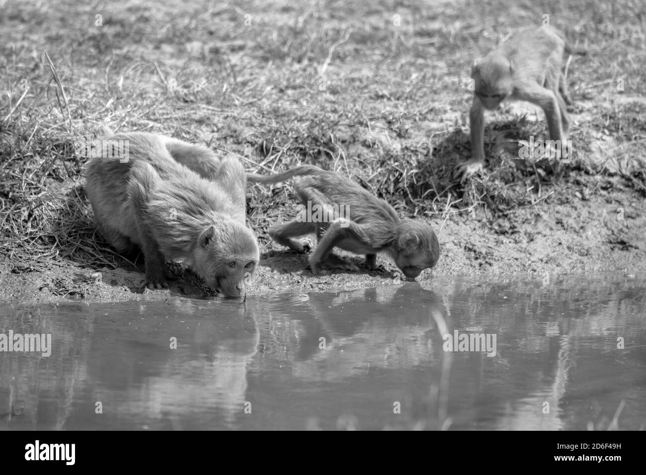 Macaque (Macaca) Getränk aus einer Wasserstelle in Indien Stockfoto