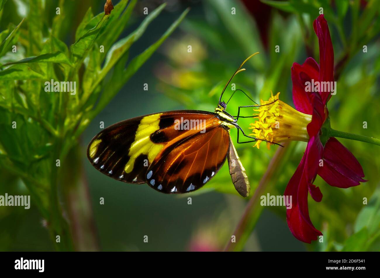 Goldener Heliconia Schmetterling auf roter Blume Stockfoto