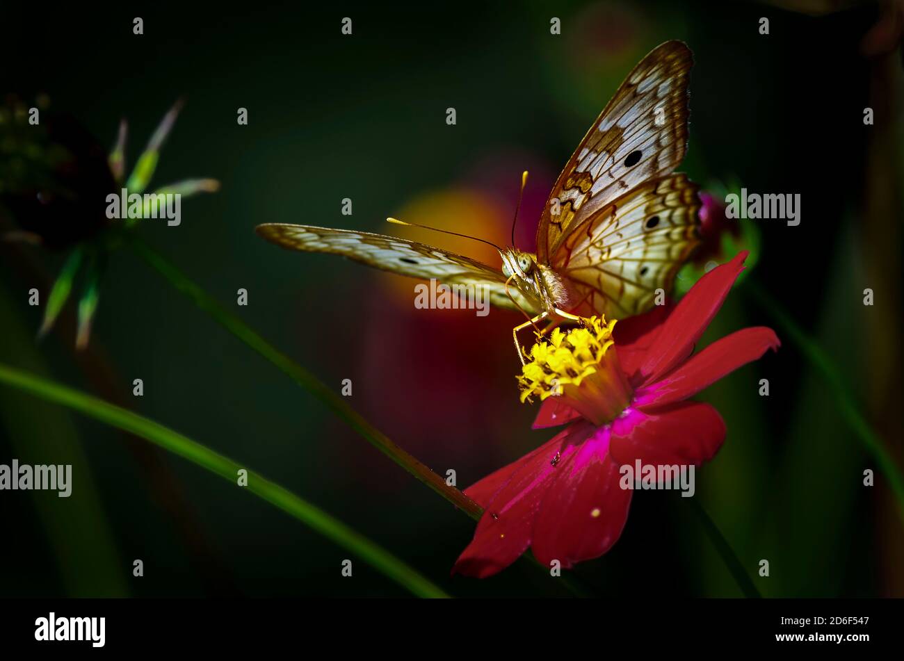 Weiße Tagpfauenauge Stockfoto