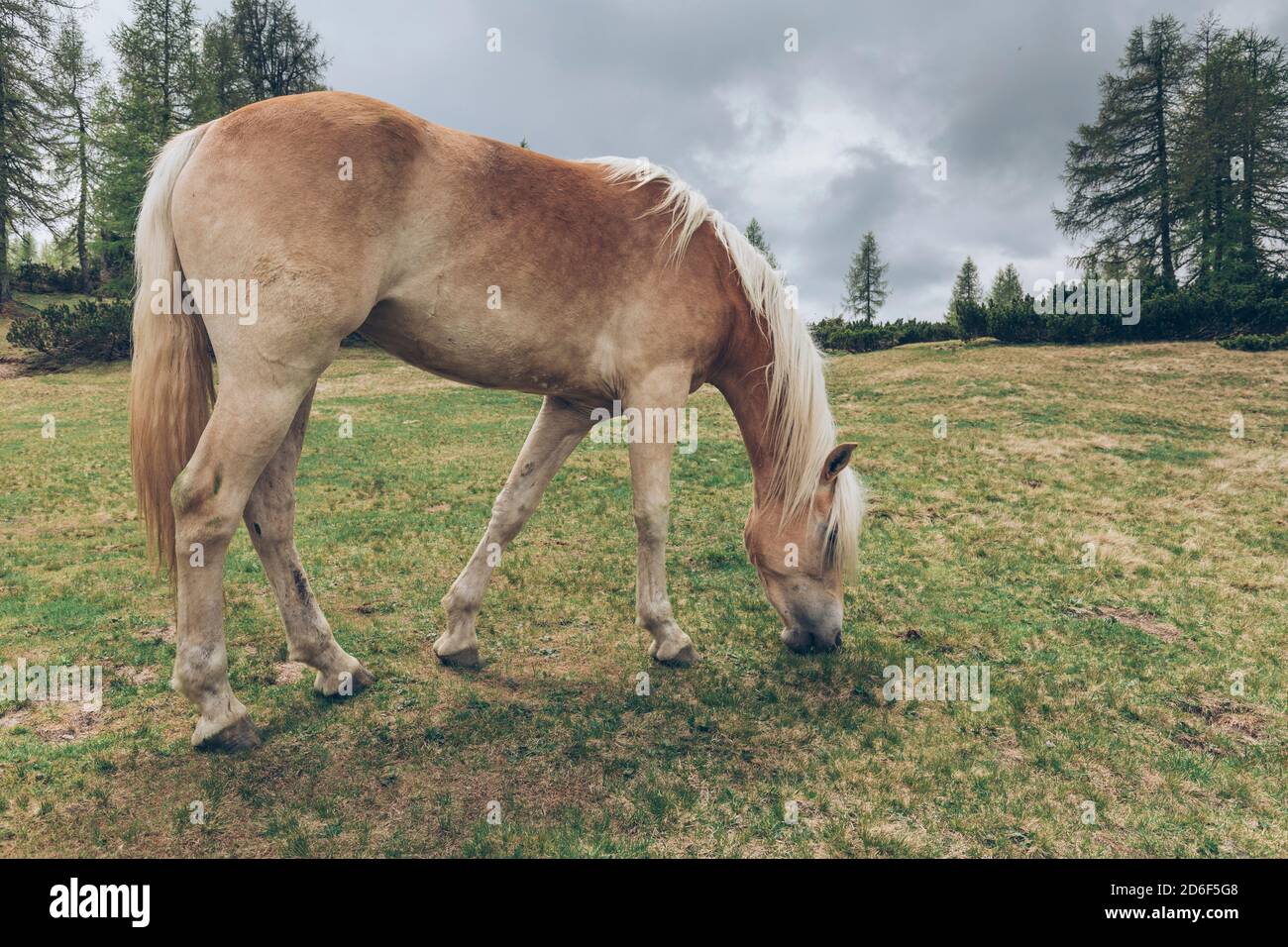 Haflinger auf den Weiden von zoppè di cadore bei der Venezia Hütte, Stockfoto
