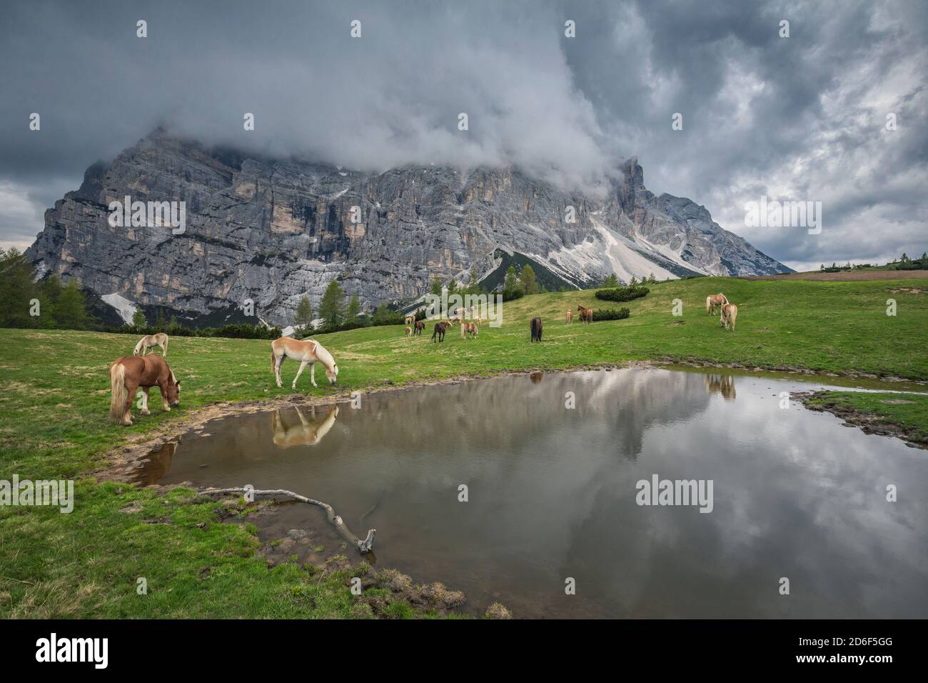 Haflingerpferde auf den Weiden von zoppè di cadore bei der Venezia Hütte, Stockfoto