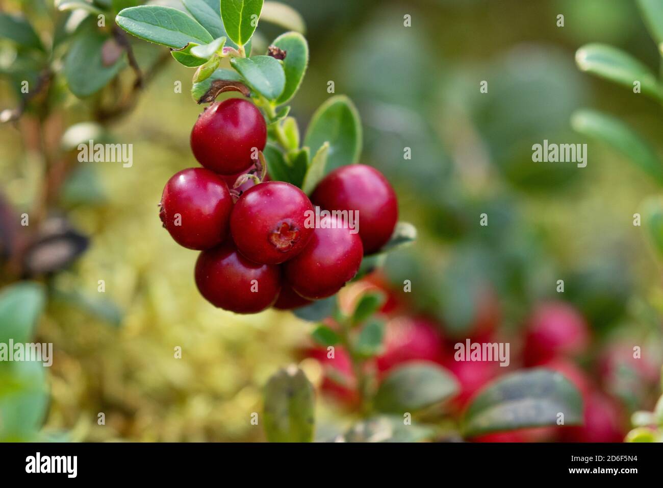 Frische, essbare und köstliche Preiselbeeren / Preiselbeeren (Vaccinium vitis-idaea) als nördliche Delikatesse im herbstlichen Nadelwald von Estland, Nein Stockfoto