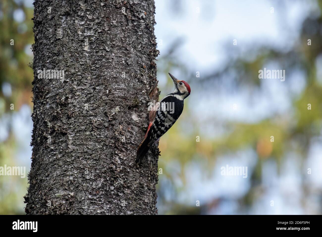 Bedrohte Arten Weißrückenspecht, Dendrocopos leucotos, der im Herbst einen Baum im estnischen borealen Wald klettert. Stockfoto