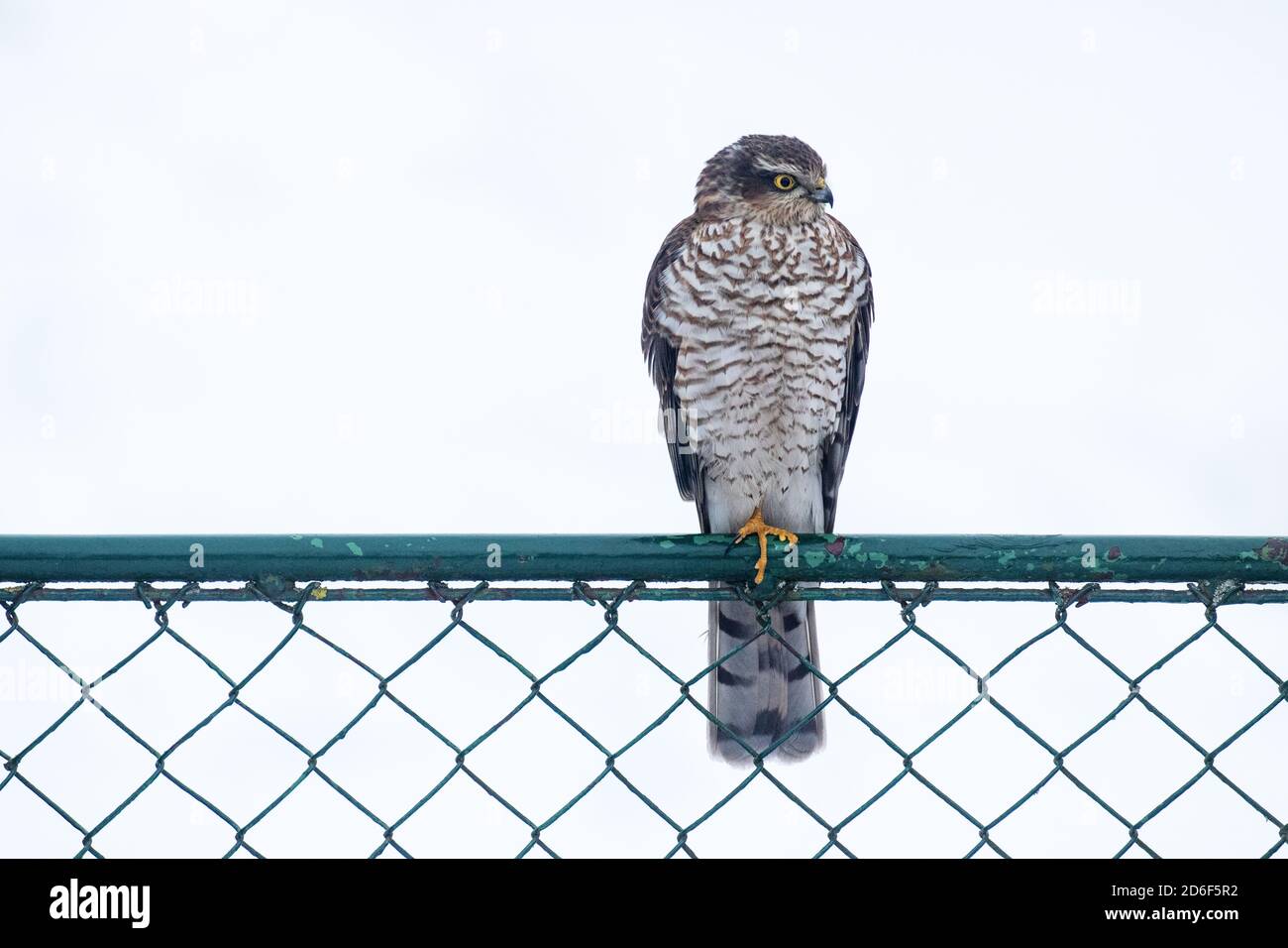 Europäischer Raubtier Eurasischer Sperber, Accipiter nisus, der auf einem Metalltor neben einem Garten steht und nach Beute sucht. Stockfoto