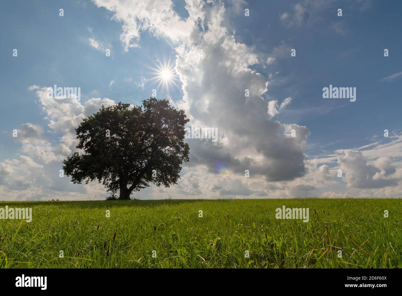 Baum durch die Jahreszeiten: Sommer Stockfoto