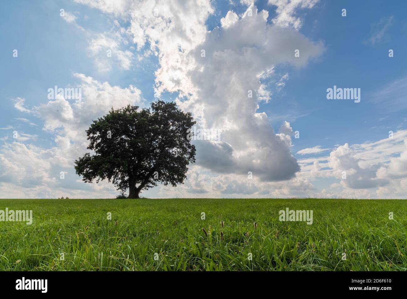 Baum durch die Jahreszeiten: Sommer Stockfoto