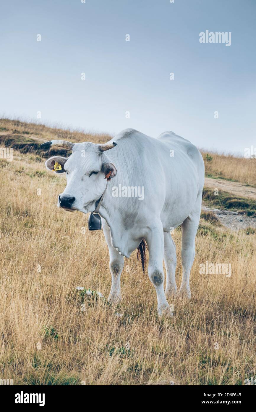 Chianina Fotos und Bildmaterial in hoher Auflösung Alamy