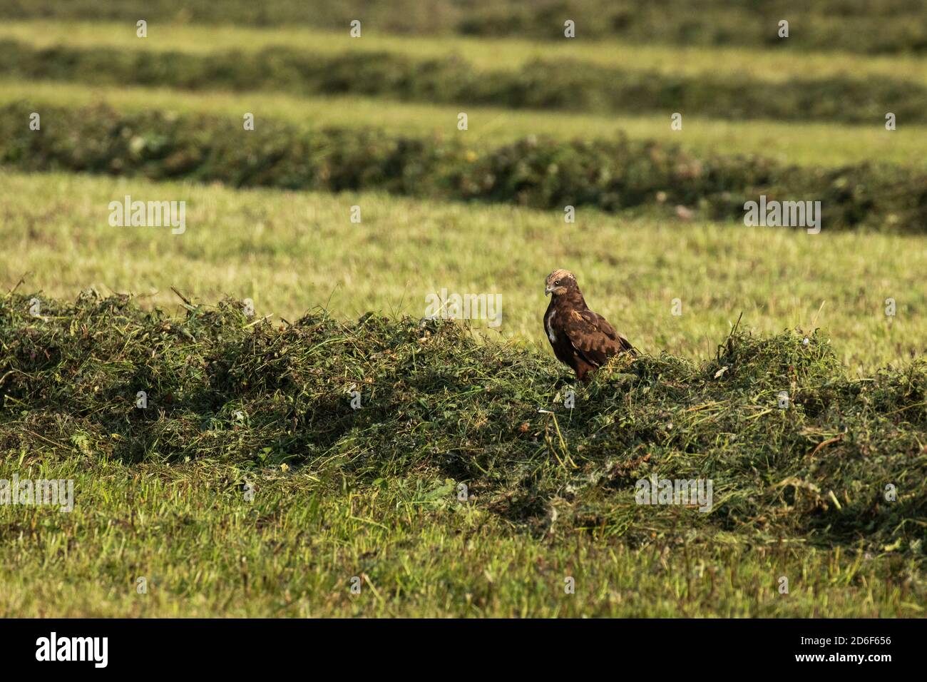 Eine junge westliche Sumpfweihe, Circus aeruginosus, die auf einer Heusäule sitzt und nach dem Schneiden des Graslandes auf Beute wartet. Stockfoto