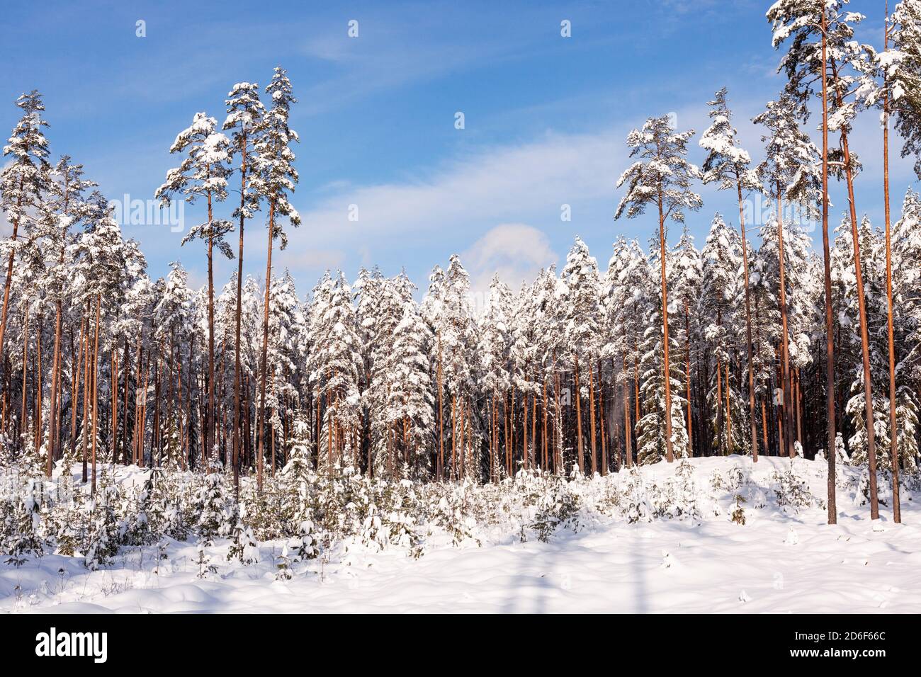 Schneebedeckter und winterlicher estnischer wilder Nadelwald in Nordeuropa. Stockfoto