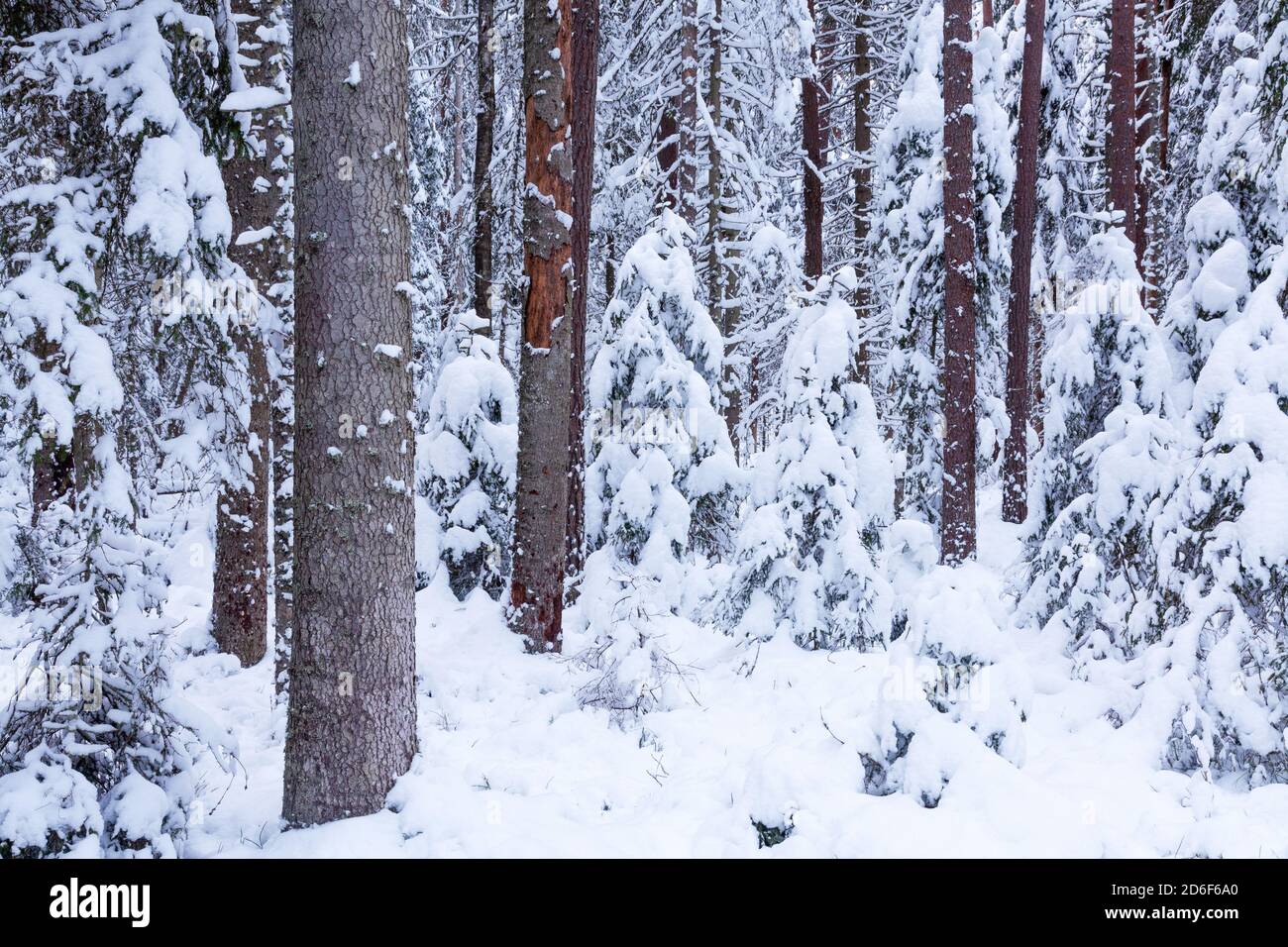 Schneebedeckter und winterlicher estnischer wilder Nadelwald in Nordeuropa. Stockfoto