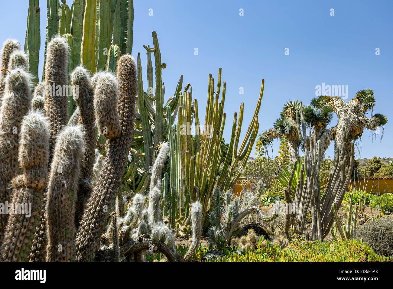 Kaktuspflanzen im Botanischen Garten 'Jardin Botanico', Gran Canaria, Spanien Stockfoto