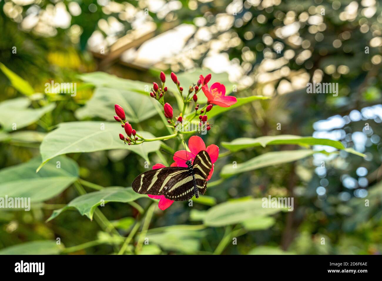 Schmetterling auf Blume im Schmetterlingsgarten in Icod de los Vinos, Teneriffa, Spanien Stockfoto