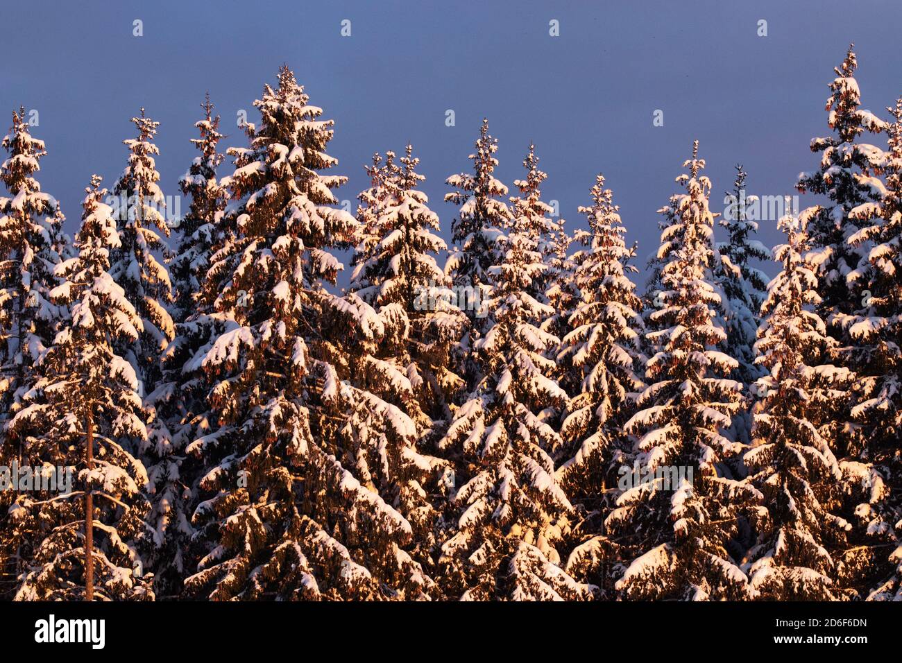 Schöner schneebedeckter Nadelfichtenwald während einer kalten Morgensonne im Winterwunderland in der estnischen Natur, Nordeuropa. Stockfoto
