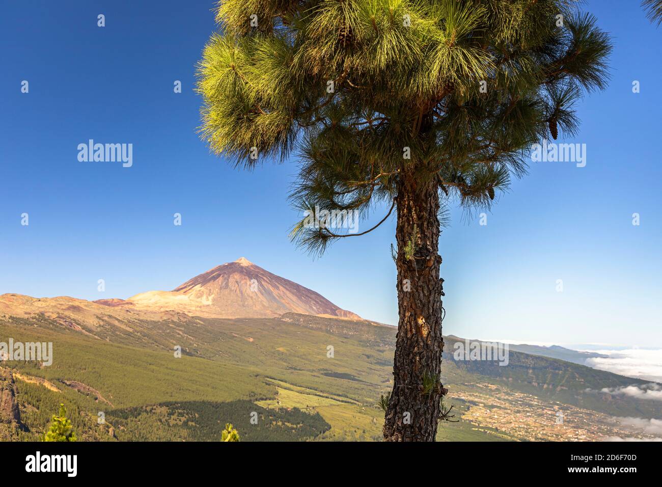 Corona Forestal - Nadelwald auf dem Weg in Teide Nationalpark mit Blick auf den Vulkan, Teneriffa, Spanien Stockfoto