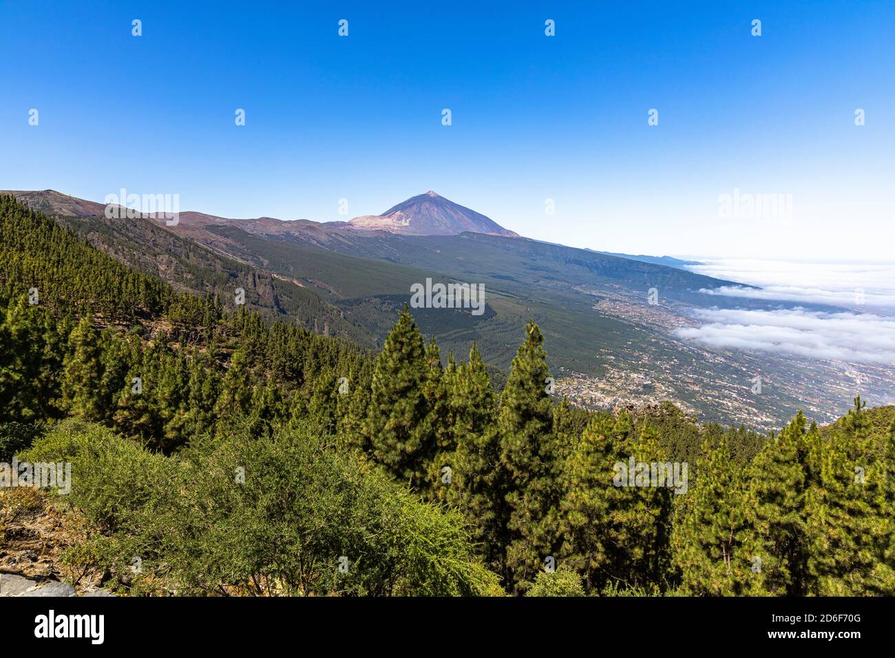 Corona Forestal - Nadelwald auf dem Weg in Teide Nationalpark mit Blick auf den Vulkan, Teneriffa, Spanien Stockfoto