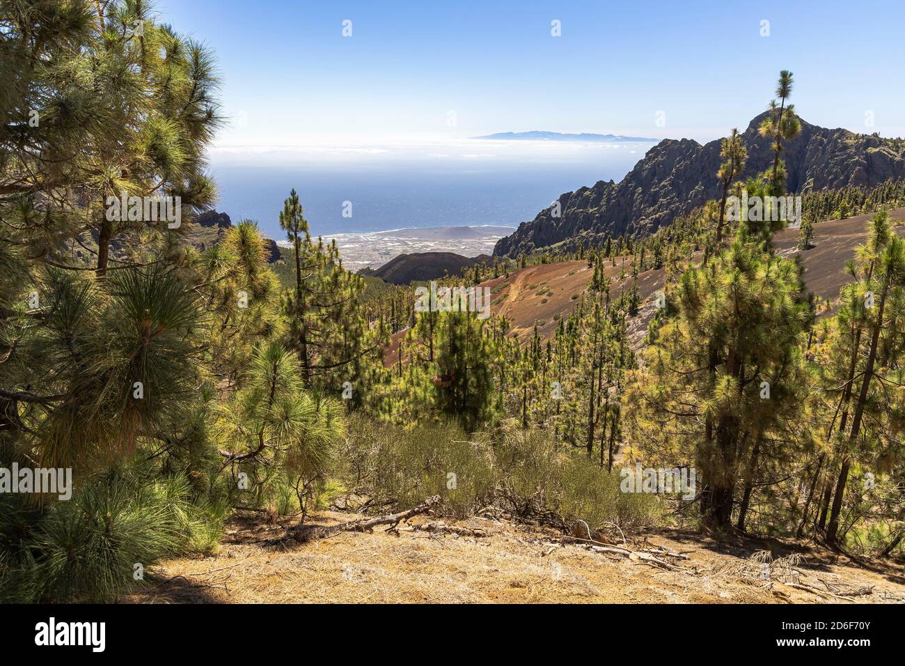 Corona Forestal - Nadelwald unterwegs im Teide Nationalpark, Teneriffa, Spanien Stockfoto