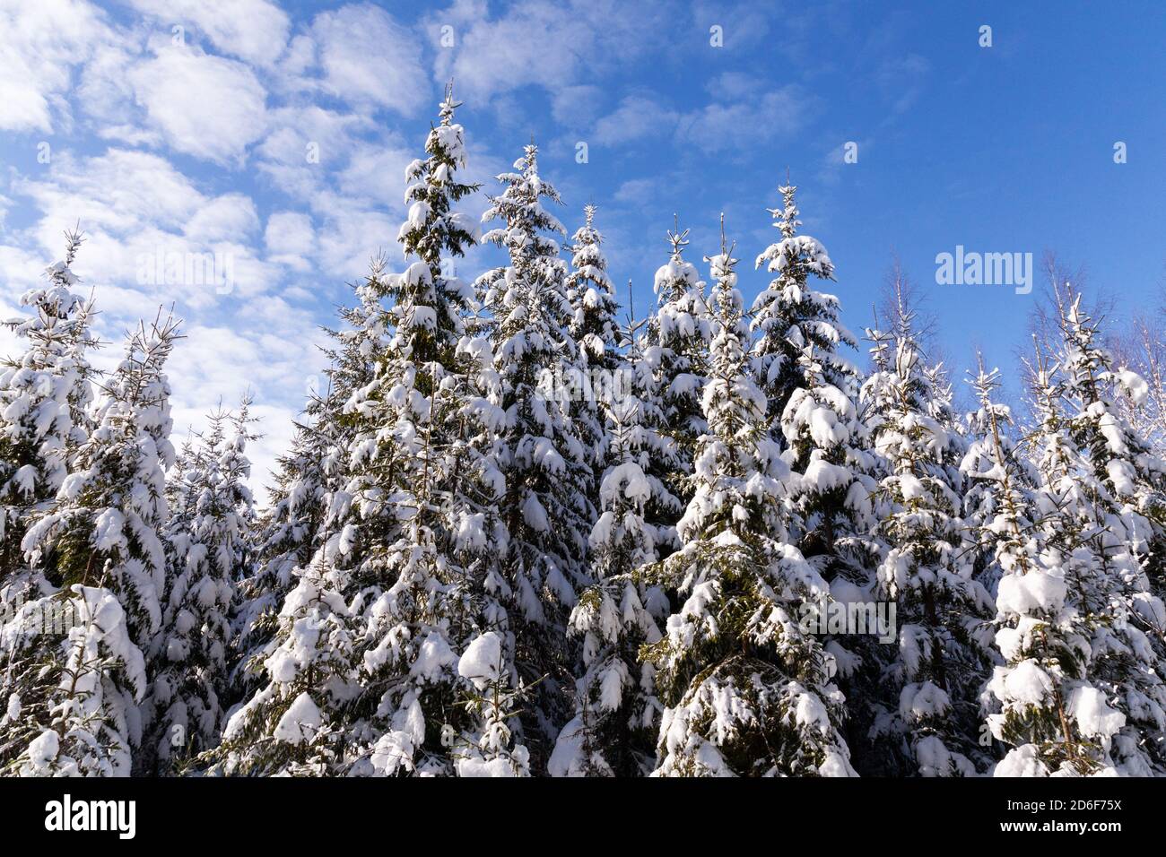 Schneebedeckte Fichten in einem Winterwunderland während eines schönen Morgens in einem Nadelwald von Estland, Nordeuropa. Stockfoto