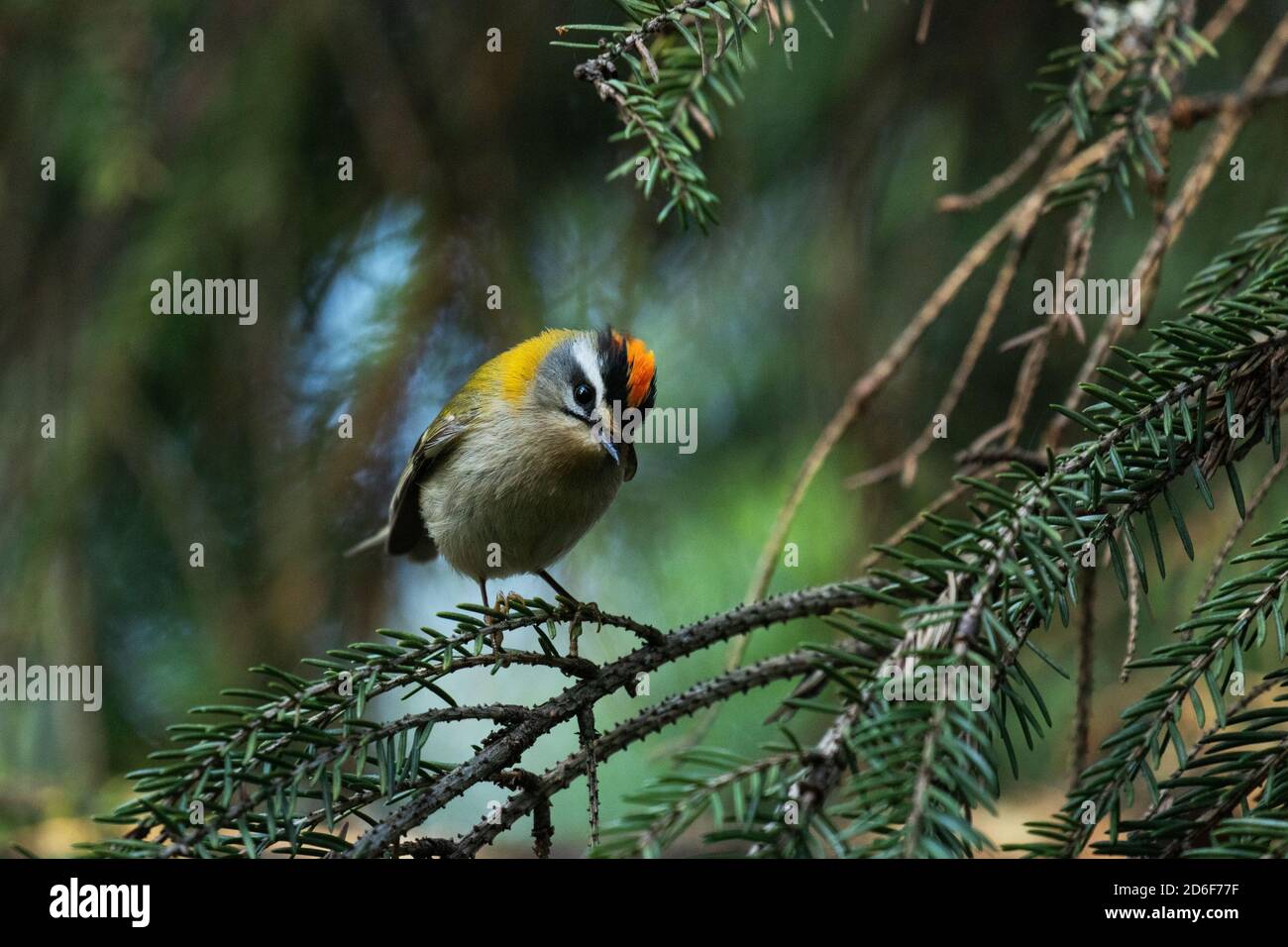 Kleiner Europäischer singvogel Feuertreste, Regulus ignicapilla, singt während einer Brutzeit im Sommer in einem borealen Wald in estnischer Natur. Stockfoto