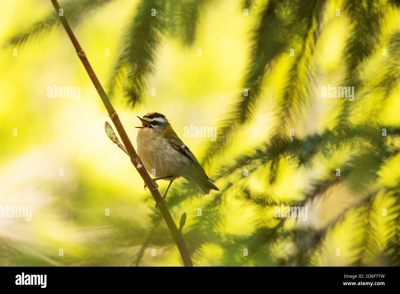 Kleiner Europäischer singvogel Feuertreste, Regulus ignicapilla, singt während einer Brutzeit im Sommer in einem borealen Wald in estnischer Natur. Stockfoto