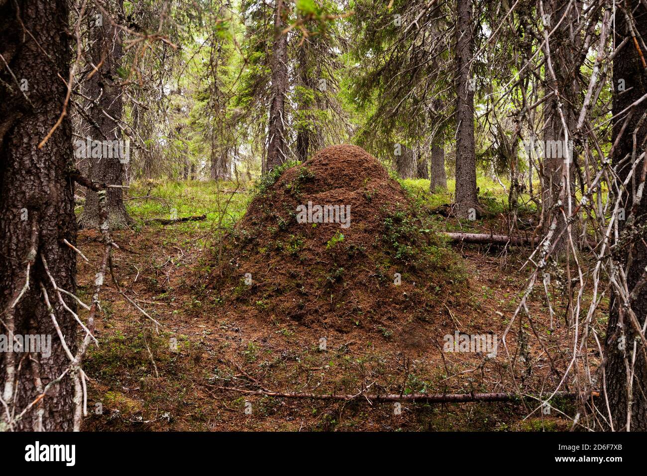 Im Sommer brüten große und hohe Ameisen in einem finnischen Nadeltaigawald in Nordeuropa. Stockfoto