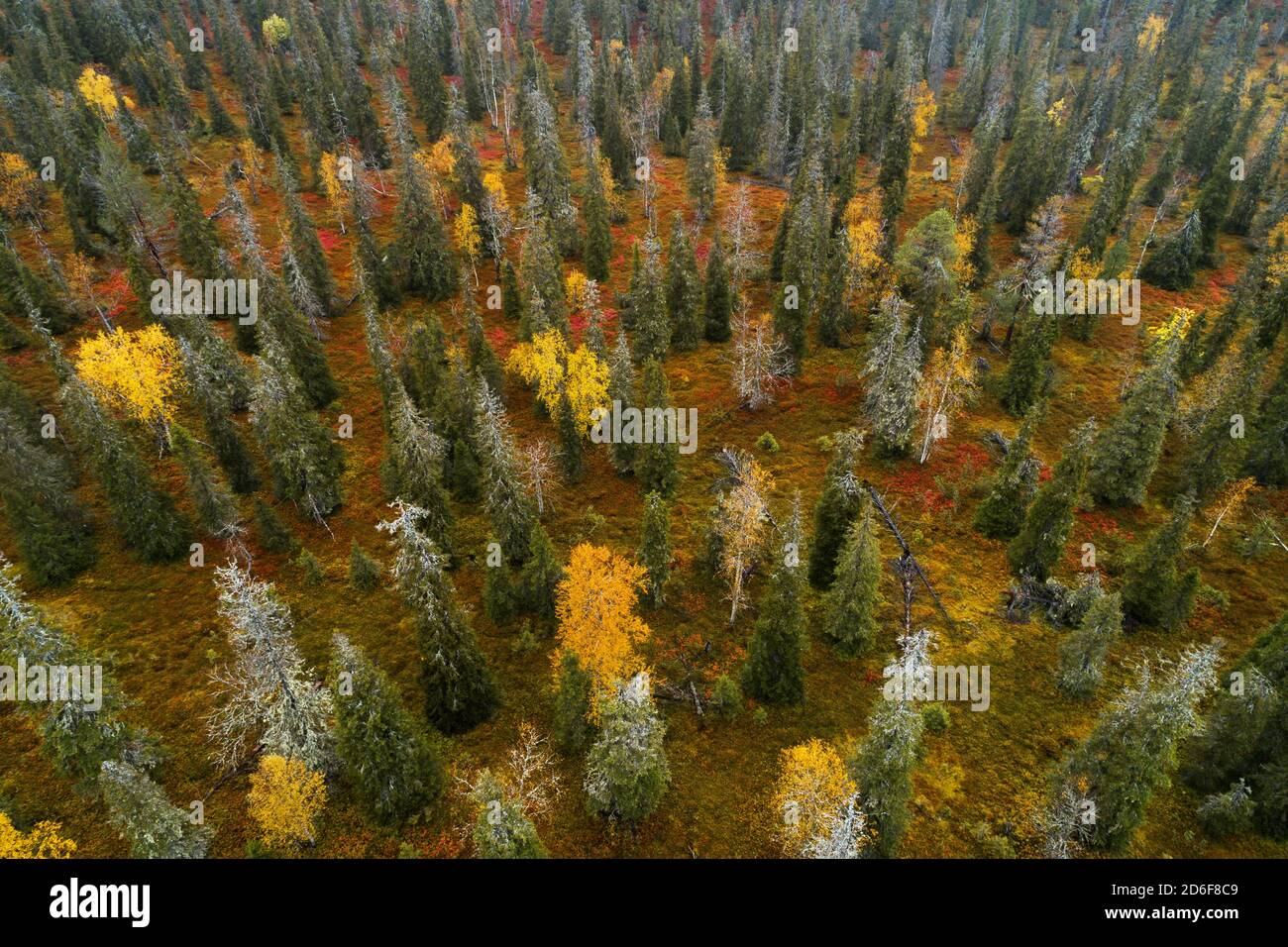 Eine Luftaufnahme von bunten und lebendigen Herbstlaub im Riisitunturi Nationalpark mit schönen Taiga Wald in Nordfinnland. Stockfoto