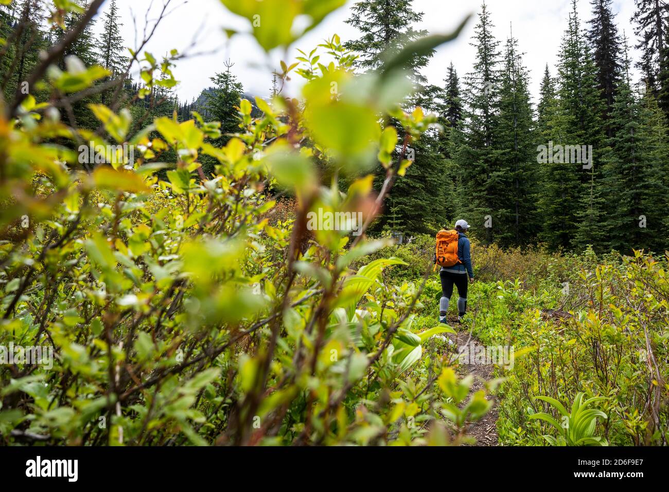 Anonymer Rucksacktourist, der durch grünen Wald spazierengeht Stockfoto