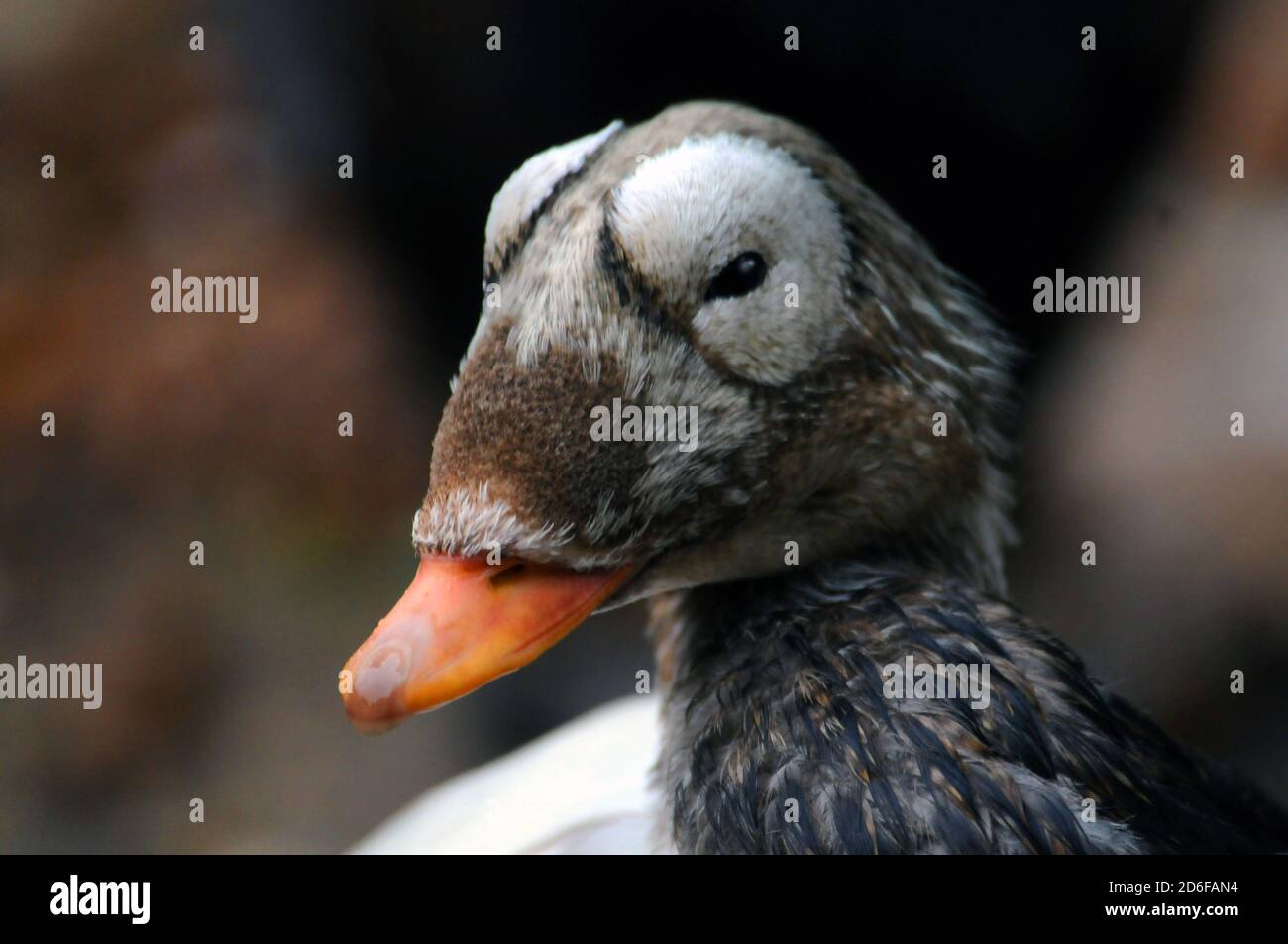 BRILLENENTE EIDER Stockfoto