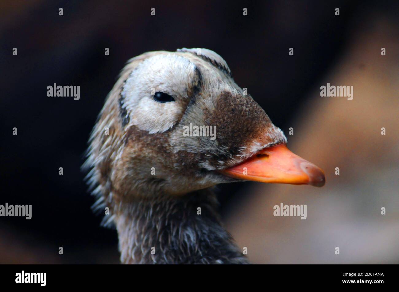 BRILLENENTE EIDER Stockfoto