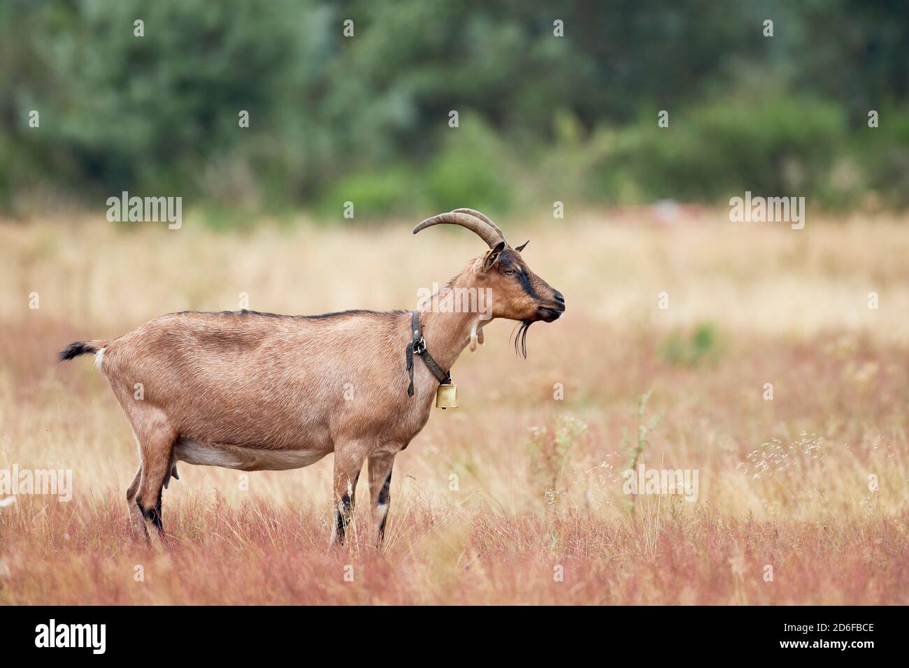 Ziege, Single, Glocke Stockfoto