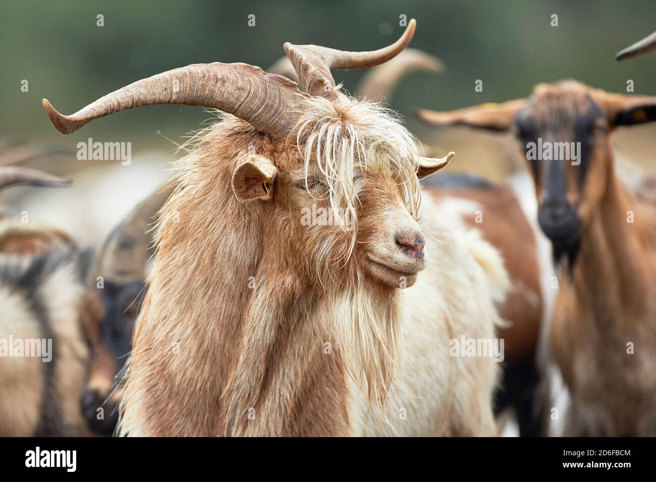 Ziege, langhaarig, Porträt Stockfoto