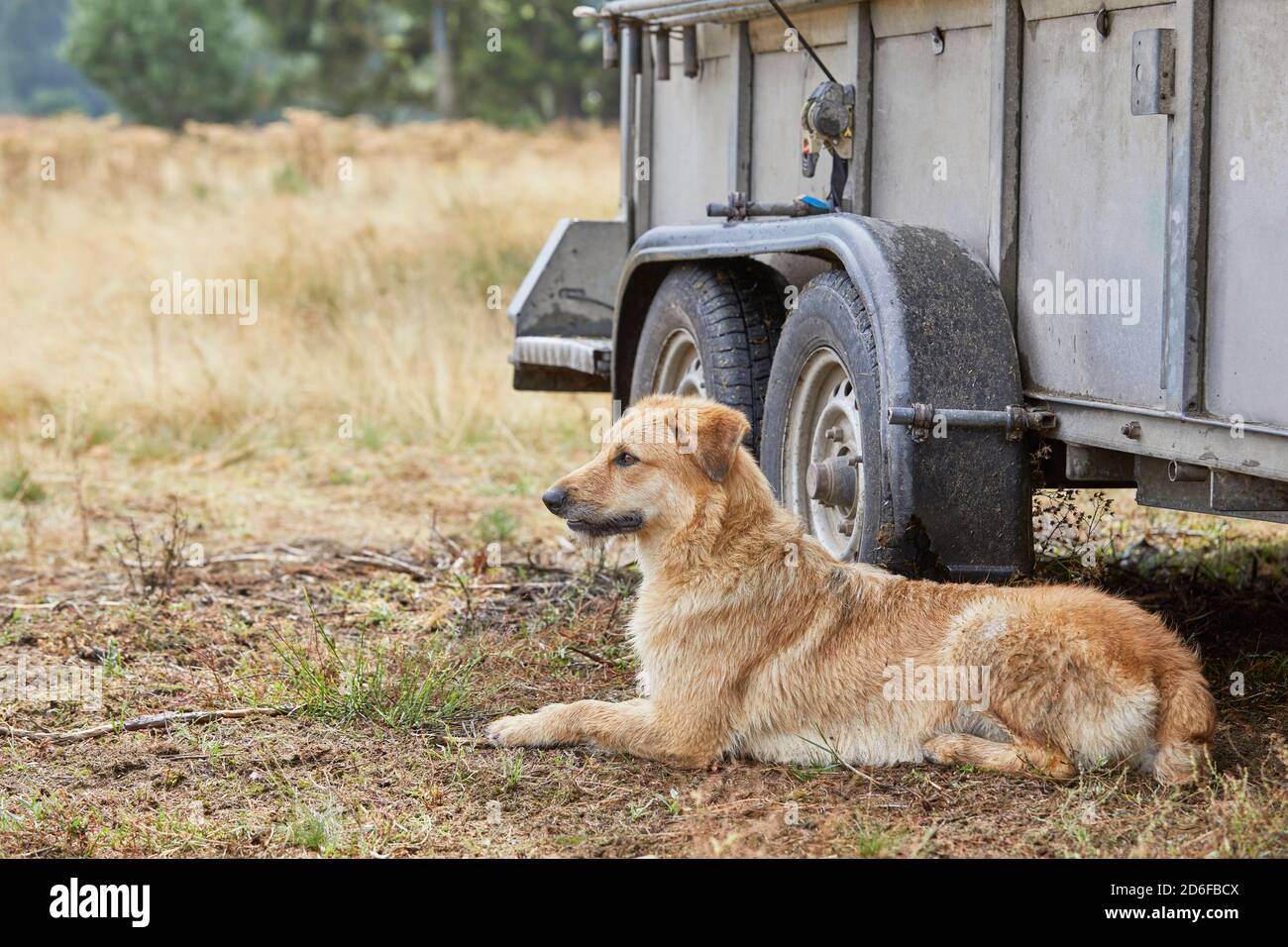 Hund, Deutscher Schäferhund, Herdenhund, braun Stockfoto